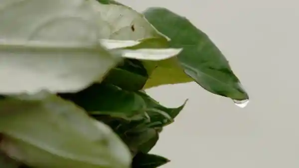 非遗新传:时光里的技艺守护者