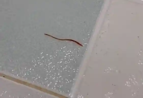 浴缸惊现红线虫!官方介入责令酒店道歉赔偿