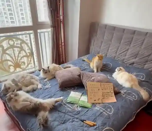 广州民宿推猫咪陪睡服务，700+客人抢订，旺季房价破千引热议