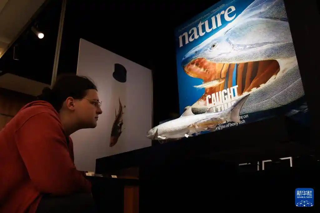 从鱼到人再突破！中国发现关键硬骨鱼化石新证据