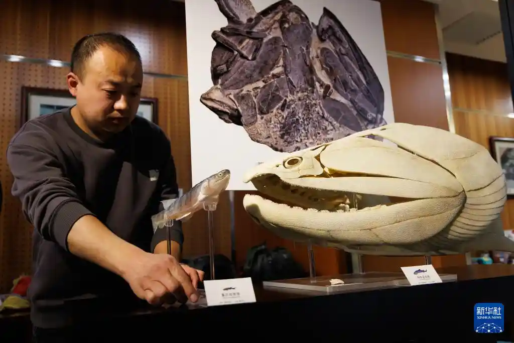 从鱼到人再突破！中国发现关键硬骨鱼化石新证据