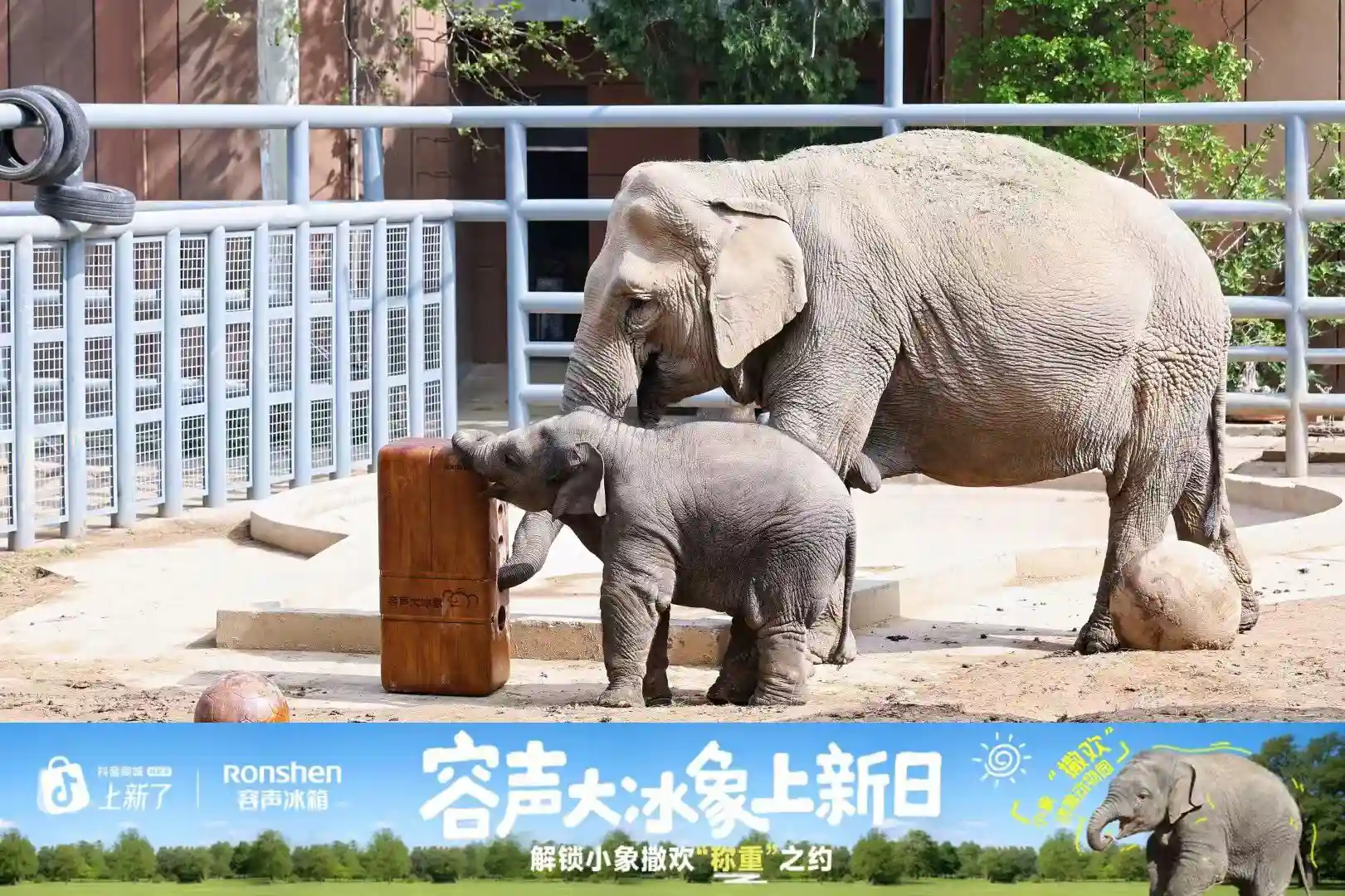 容声大冰象空降济南动物园，冷鲜美食引爆动物新体验