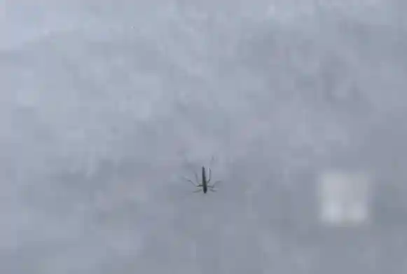 4700米雪山惊现活蚊子！科学家：前所未见的生态谜团